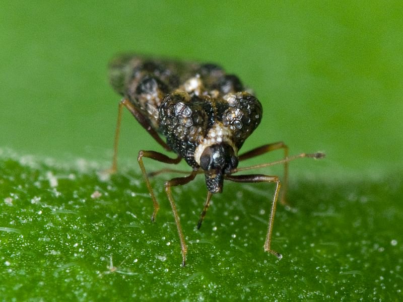 Dictyla rotundata (Herrich-Schäffer, 1835)